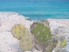 Cactus et mer turquoise à Islas Mujeres