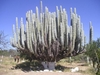 Splendide cactus sur le bord de la route