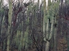 les fameux cactus