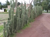 La clôture cactus : fini les problemes de voisinage !
