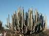 Cactus gigantesque au coeur du Mexique !