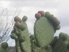 La Bufa - Nopal et figues de Barbarie