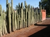 Une haie de cactus! pas de visite indésirable ainsi