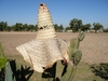 Un Mexicain basané... Son sombréro sur le nez...