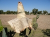 Un Mexicain basané... Son sombréro sur le nez...