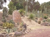 Voyage merveilleux au milieu des cactus