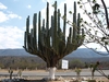Cactus candélabre de la Sierra Madre