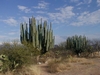 Les beaux cactus dans la région désertique du Mexique