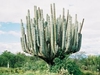 Un très beau cactus dans un pays peuplé de cactus