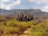 Un cactus géant dans la Sierra Madre