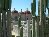 Des cactus délimitent les propriétés à Mitla.