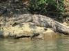 Crocodile sur les rives du Canyon du Sumidero