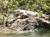 Crocodile canyon du sumidero