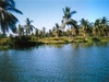 Plantation de bananes au bord d'un beau lagon bleu