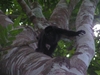 Ce n'est pas un singe hurleur