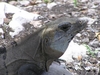 Encore un des nombreux iguanes de tulum