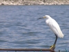 Cañon del Sumidero L'aigrette...