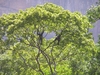 Atèles (singes) dans le cañon del Sumidero.