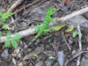 Palenque. Magnifique petit lézard vert.