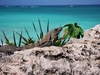 Iguane à Tulum