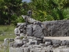 Une petite bête à Tulum : un iguane