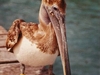 Un pelican sur les côtes de l'île mujeres