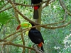 Toucan