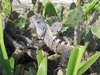 iguan au pied de tulum