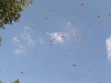 Sur la route de Valle de Bravo. des milliers de papillons Monarque...