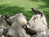 Habitants de Uxmal...