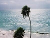 La mer et les palmiers de Tulum