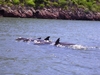 Los delfines de Topolobampo...