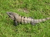 Un iguane, principal habitant de Tulùm