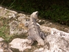 Un iguane parmi tant d'autres à Uxmal