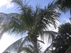 cocotier
