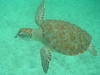 Tortue marine au large tulum