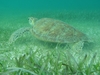 Tortue marine dans les eaux de Tulum