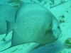 Poisson ange dans la mer des Caraïbes (Tulum)