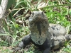 Les iguanes a Tulum ne sont pas tres farouches