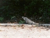 Un bel iguane dans le désert mexicain