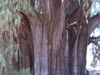 El Arbol del Tule