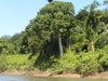 En allant à Yaxchilan: rive guatémaltèque...