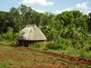 Maison au coeur de la forêt tropicale.