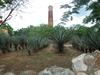 Champs d'agave à sisal