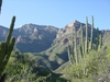 Cactus dans la Barranca del Cobre