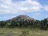 Pyramide perdue dans les agaves