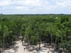 Du haut de la Pyramide ... vue sur la forêt.