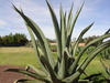 Agave